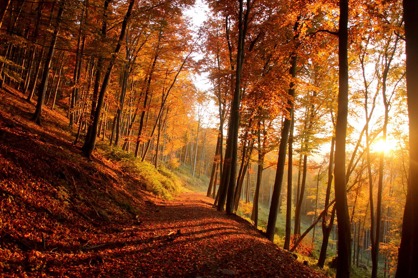 Autumn 6690466 1280